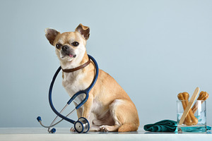Chihuahua with Stethoscope on Veterinary Table, an Animal Photo by Davizro's Market