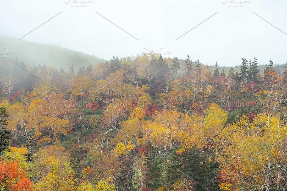 Japan Autumn & Snowy Forest Bundle., a Nature Photo by Silent Nature (Photo 2 of 5)