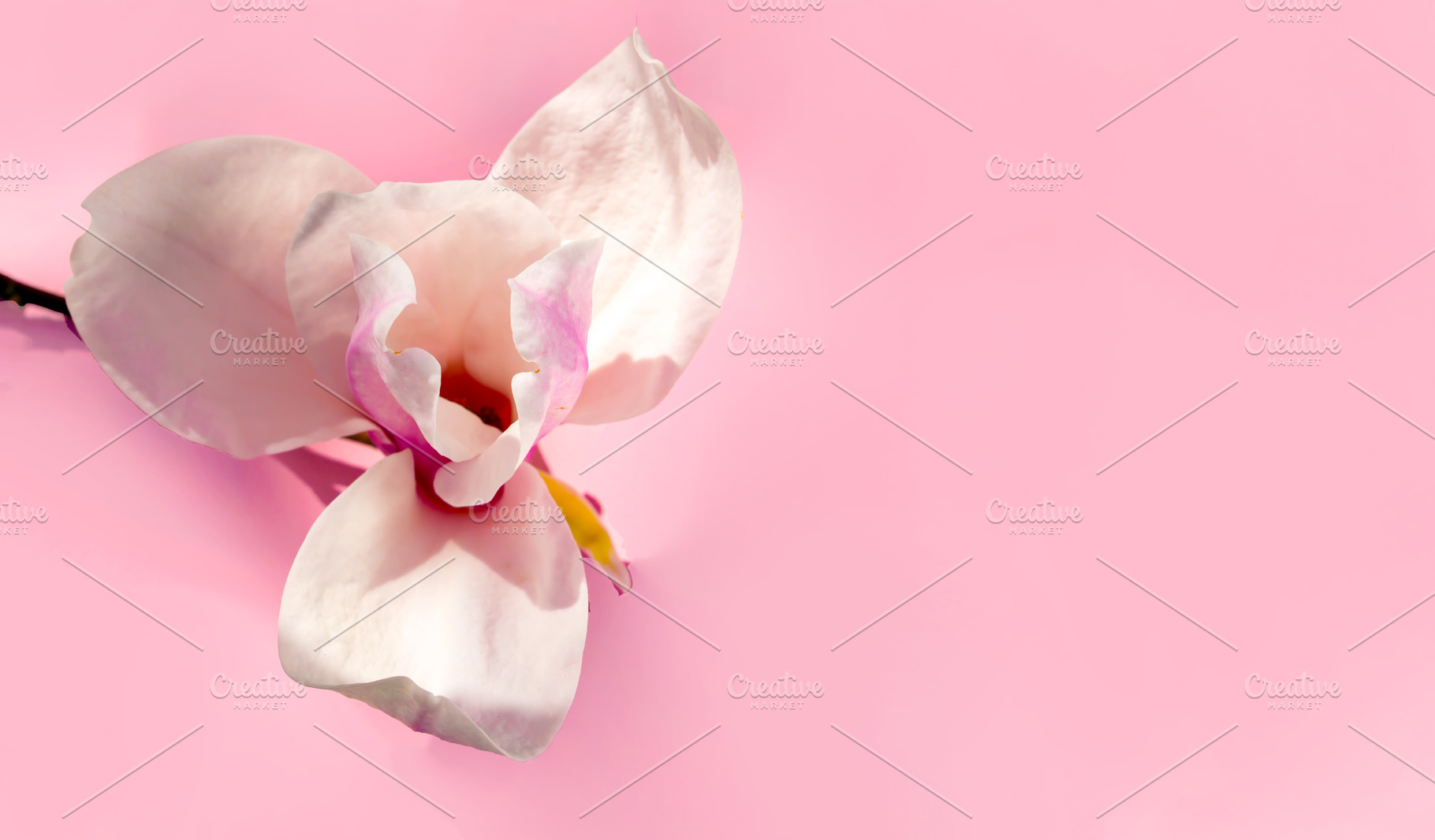Delicate magnolia flower in bloom on a light pink background, ca, a Nature Photo by Ales Munt