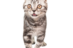 Little kitten Scottish fold cat, an Animal Photo by Vapi