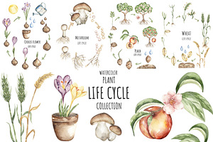 Watercolor Plant Life Cycle