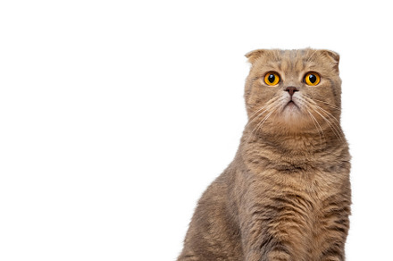 A red-haired Scottish fold cat with yellow eyes isolated on a white background.