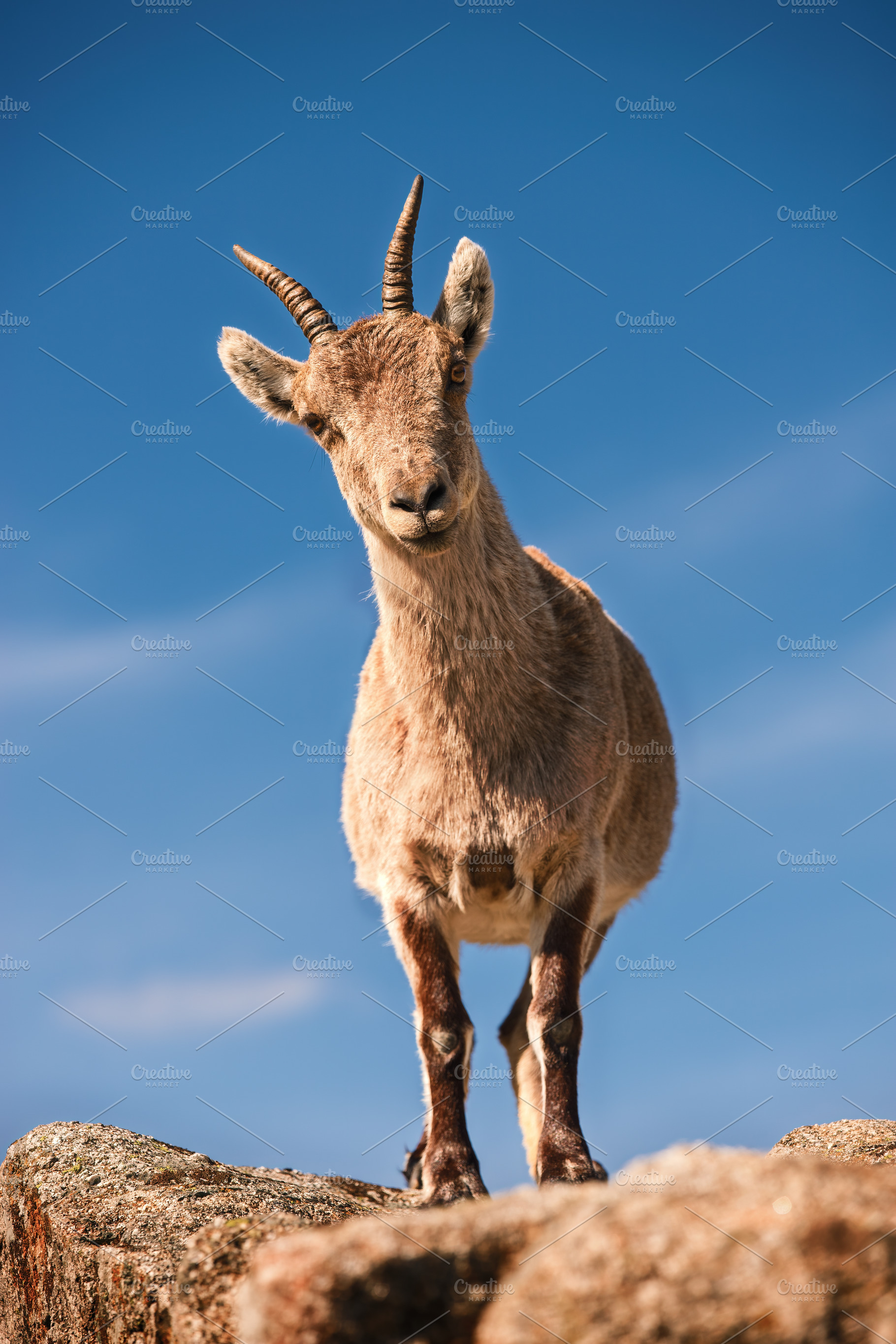 Mountain goat on rock with clear blu, an Animal Photo by Perpis