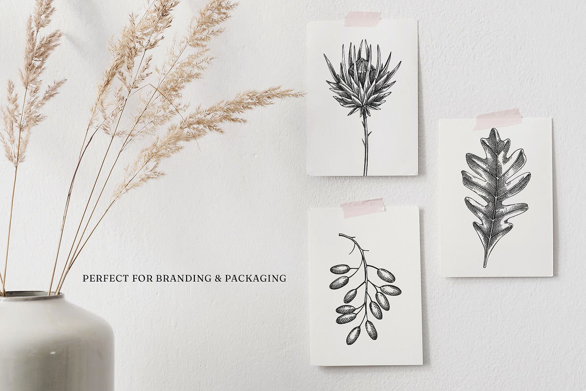 Autumn Leaves and Flowers Vector Set, an Object Graphic by Yevheniia (Photo 11 of 11)