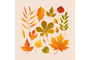 Cartoon Autumn Leaves Composition