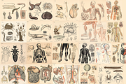Dybdahl's Zoological Charts, an Animal Illustration by Digital Museum (Thumbnail 1 of 9)