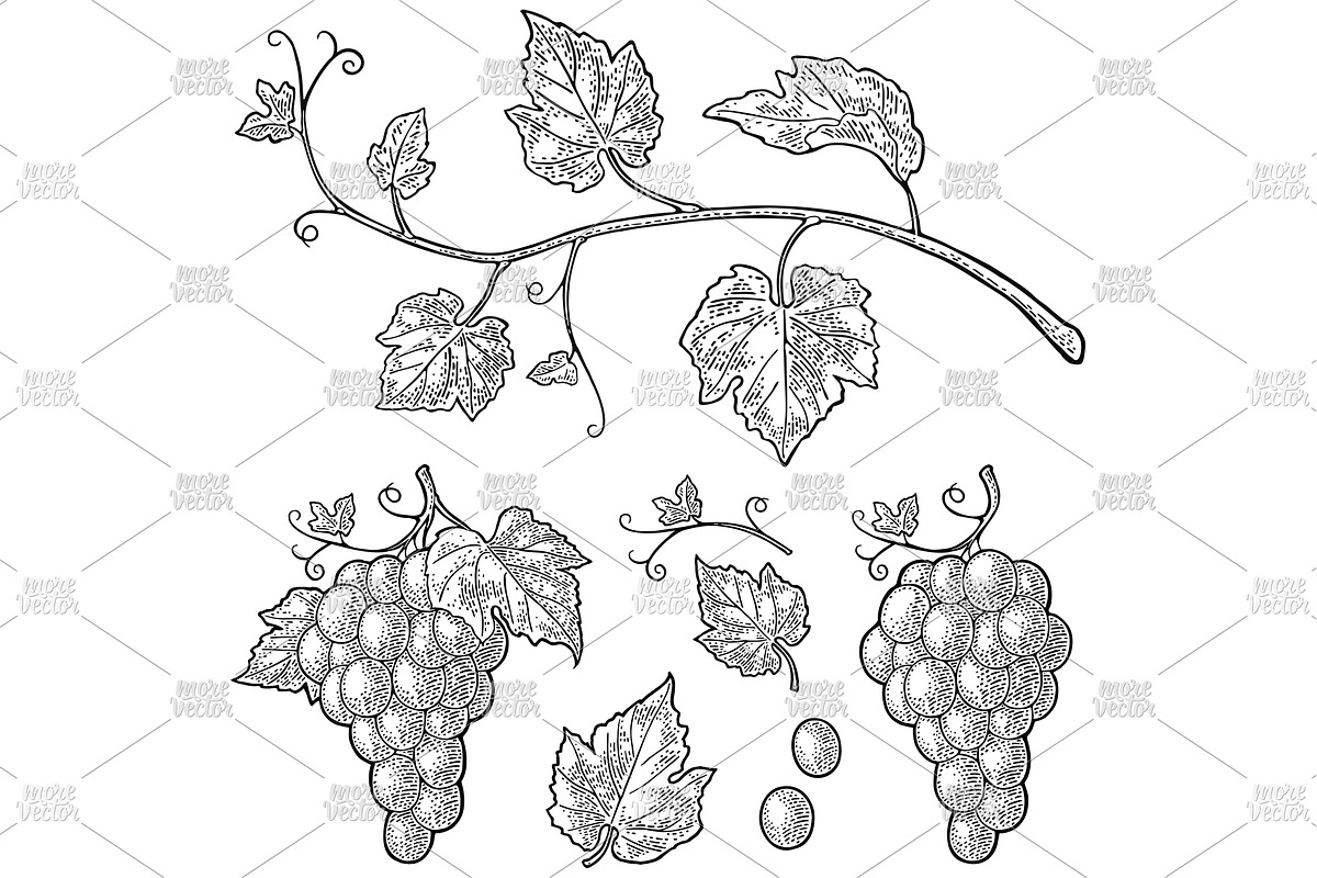 Bunch grapes vector engraving, a Food Illustration by MoreVector (Photo 1 of 3)