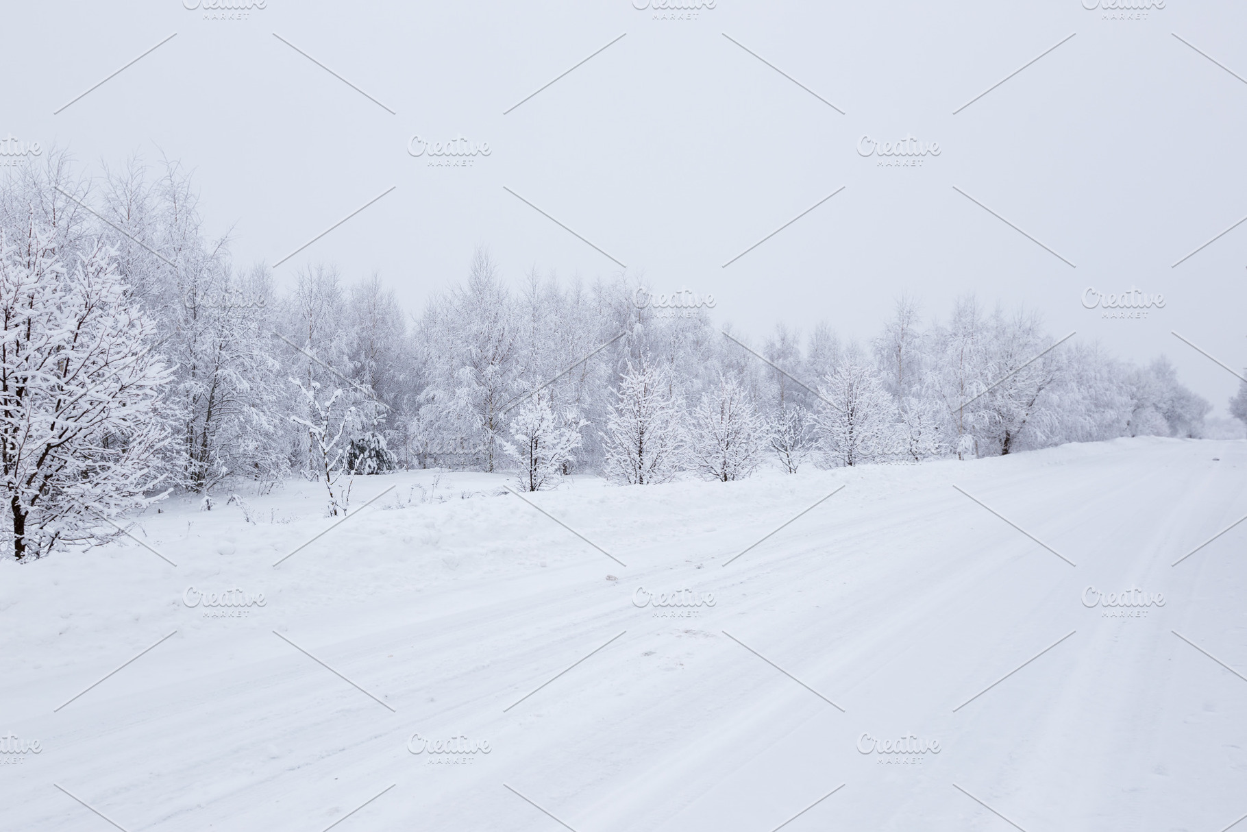 Scenic image of spruces trees stock photo containing snow and winter, a Nature Photo by piter.goskov