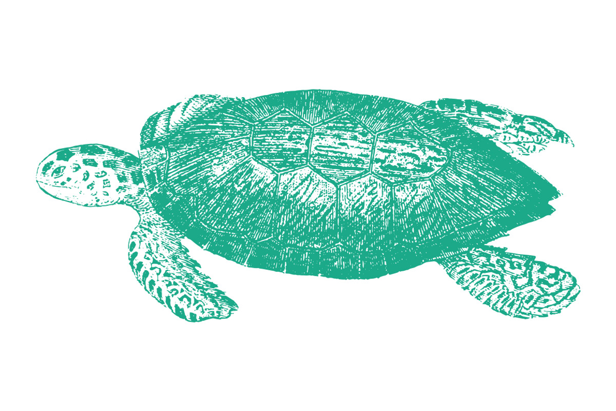 10 Vector Ocean Illustration Pack, an Illustration by Theresa Barba (Photo 6 of 11)