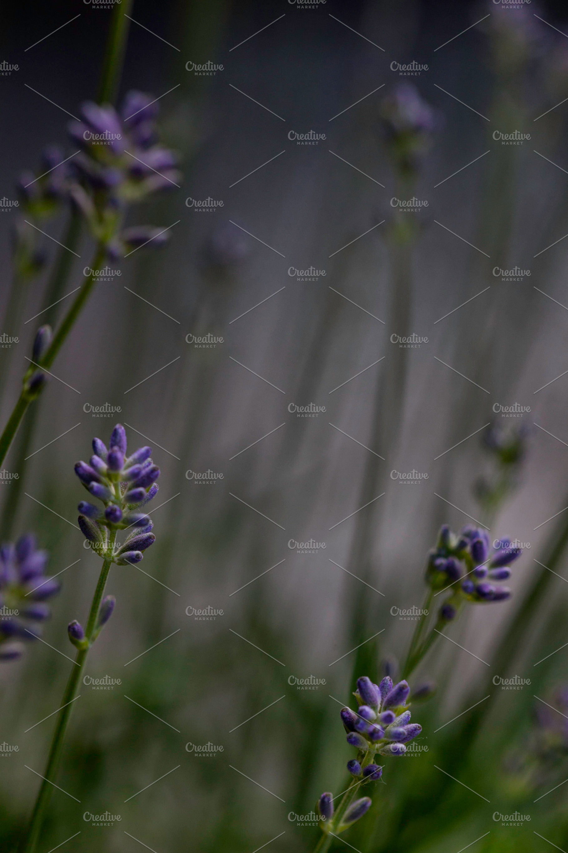 Lavandula Angustifolia 2 Stock Photo Containing Close Up And Geese