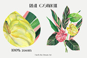 Extravagant Tropics Gouache Florals, a Seasonal Illustration by Catch the Dream Art (Thumbnail 6 of 12)