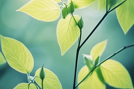 Light green leaves on a sunny day, a Nature Photo by MistyDay
