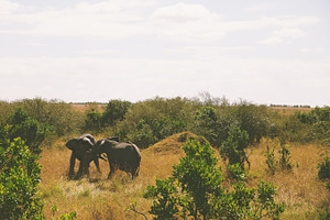 Two elephants playing stock photo