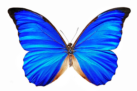 Blue butterfly isolated background containing blue, butterfly, and background