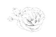 Lisianthus Floral Set, an Object Graphic by VictoriaKStudio (Thumbnail 5 of 5)