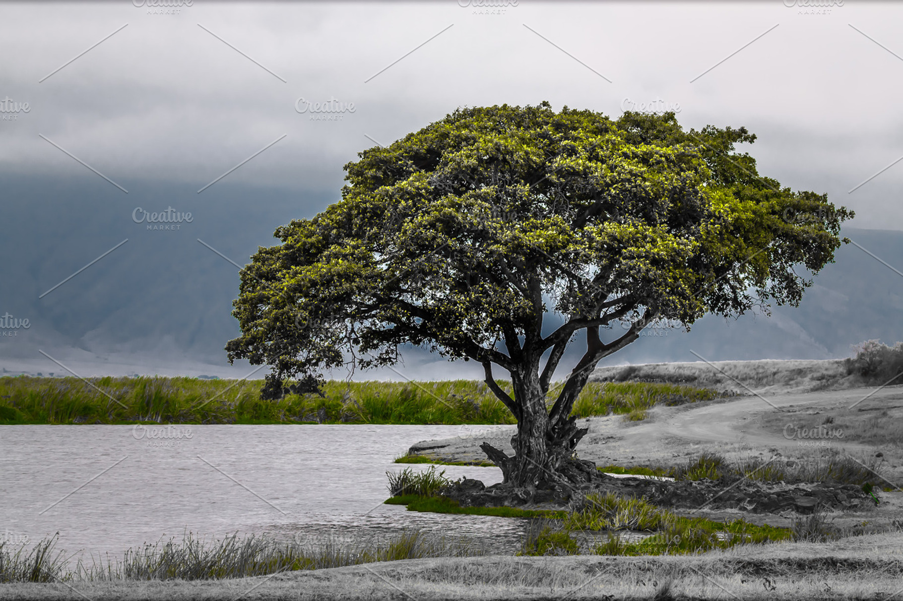 Tree of life stock photo containing tanzania and tanzania safari, a Nature Photo by jetta.lichtman