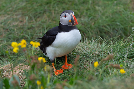 Close up of puffin bird or Fratercula in Iceland in summer seaso, an Animal Photo by Tampatra