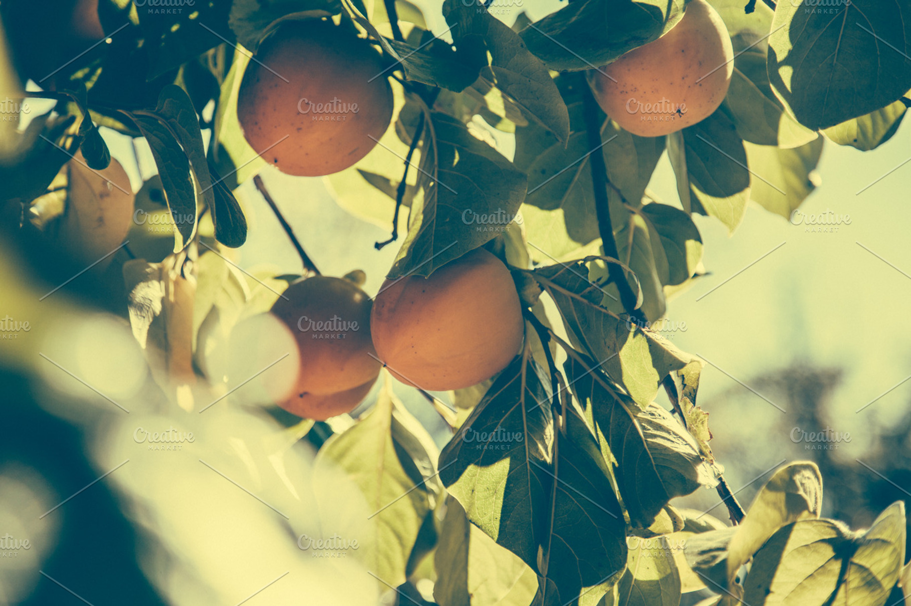 Mango tree featuring lens flare, mango, and tree