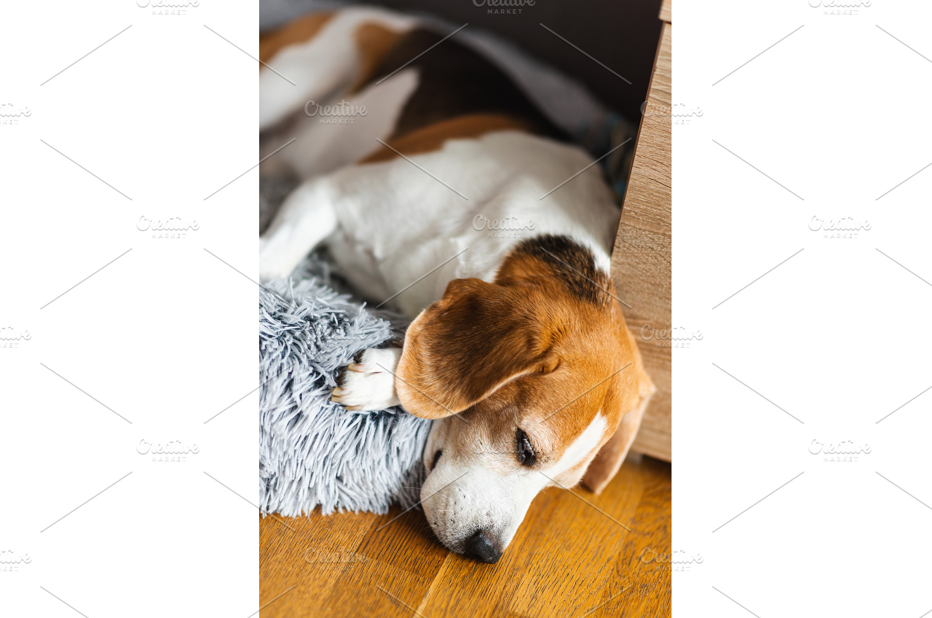 Portrait of Adult male beagle dog, a Technology Photo by MadPhotos