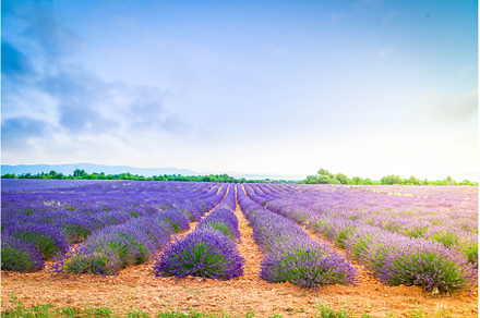 Blooming Lavender field, a Nature Photo by Neirfy