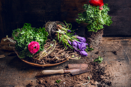 Flowers planting with old scoop