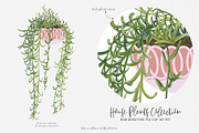House Plants Collection Set II, a Graphic by SmallHouseBigPony (Thumbnail 14 of 21)