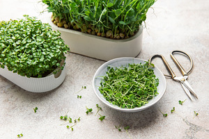 Freshly cut microgreens in a bowl with growing trays and shears, a Food & Drink Photo by Olena Rudo