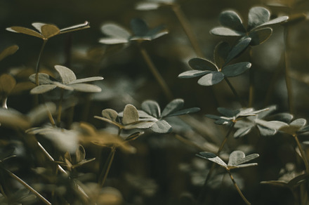 Clovers