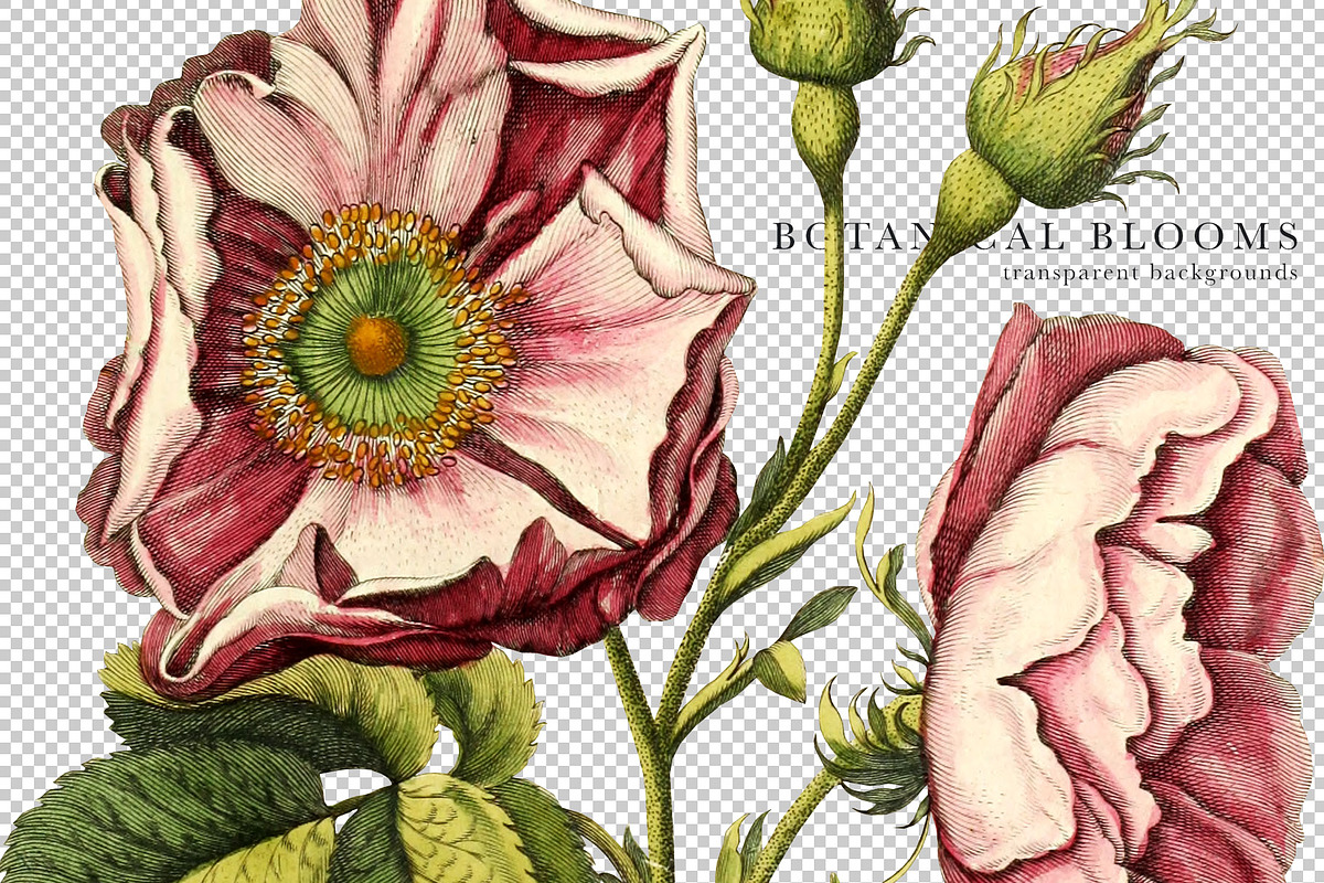 Botanical Blooms & Monograms, an Object Graphic by Eclectic Anthology