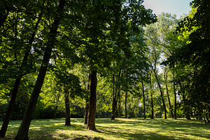 park with green grass and beautiful trees with green foliage in the summer, bri, a Photo by rsoollAI