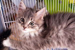 Adorable gray tabby kitten with fluffy fur and big eyes, looking curiously from, an Animal Photo by Ales Munt