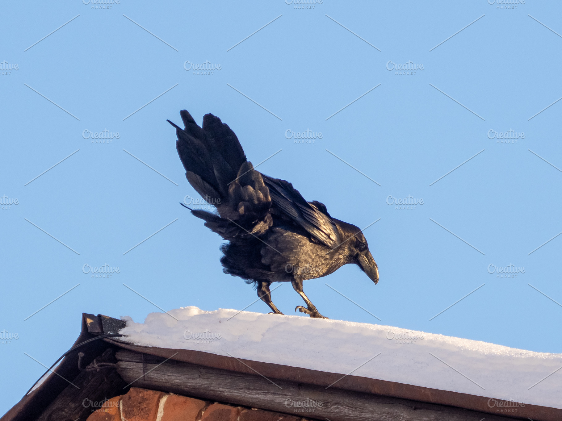 Black raven on snowy roof in frost, an Animal Photo by Fascinadora