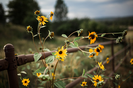 Beautiful Wildflowers on Fence