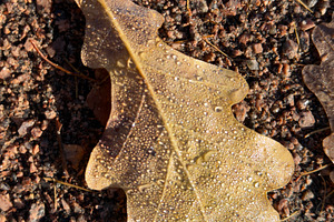 A close-up of a yellowed oak leaf with dew drops on it, resting on a textured g, a Nature Photo by Textures & Backgrounds