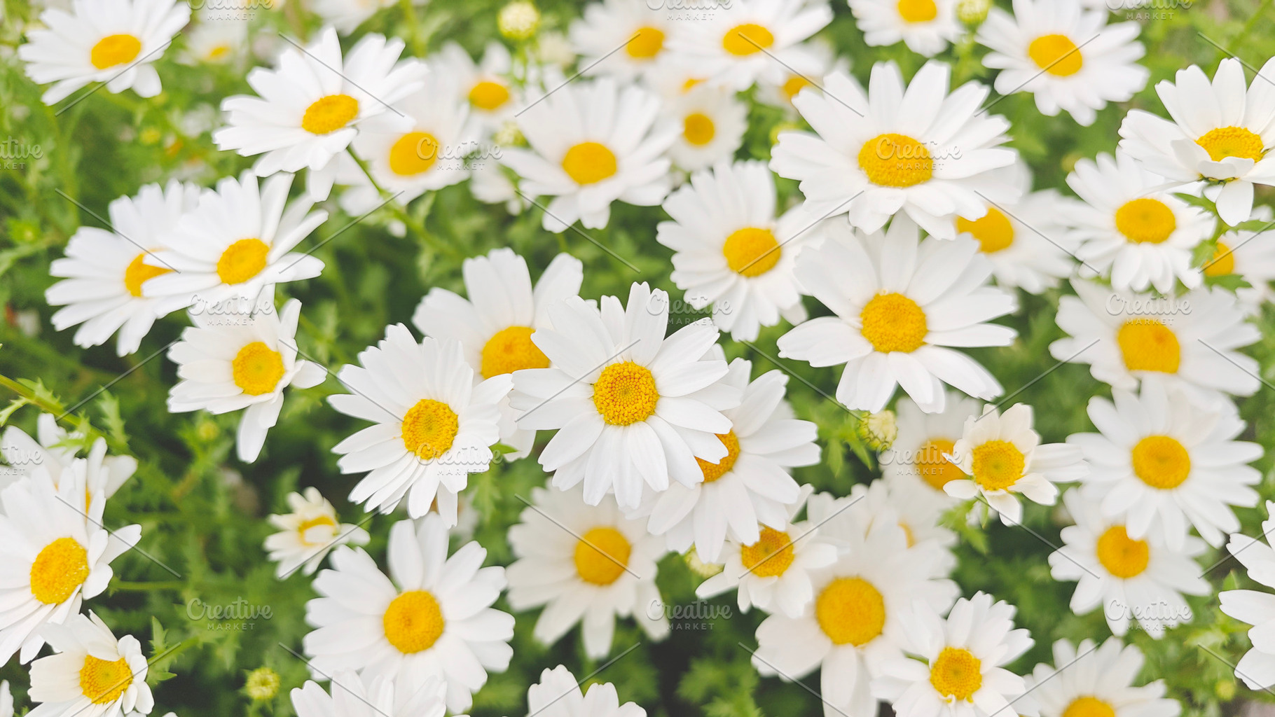 Beautiful white daisies in full bloom, symbolizing purity, natur, a Photo by salmon.black