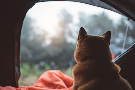 Dog resting in a tourist tent containing dog, shiba inu, and forest