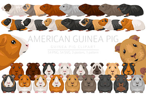 American Guinea Pig clipart, an Animal Illustration by pet design shop