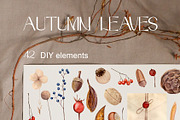 Autumn Leaves Set Illustrations, a Seasonal Illustration by NataliArkushArt (Thumbnail 4 of 12)