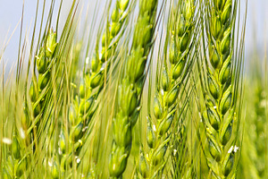 Close-up of Young green wheat growing in an agricultural field,, an Industrial Photo by salmon.black