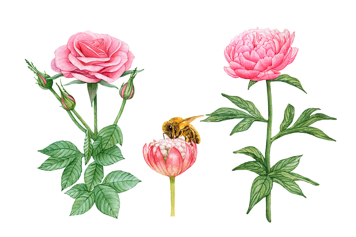 Watercolor Pink Flowers, an Illustration by Katya Zlobina (Photo 7 of 9)