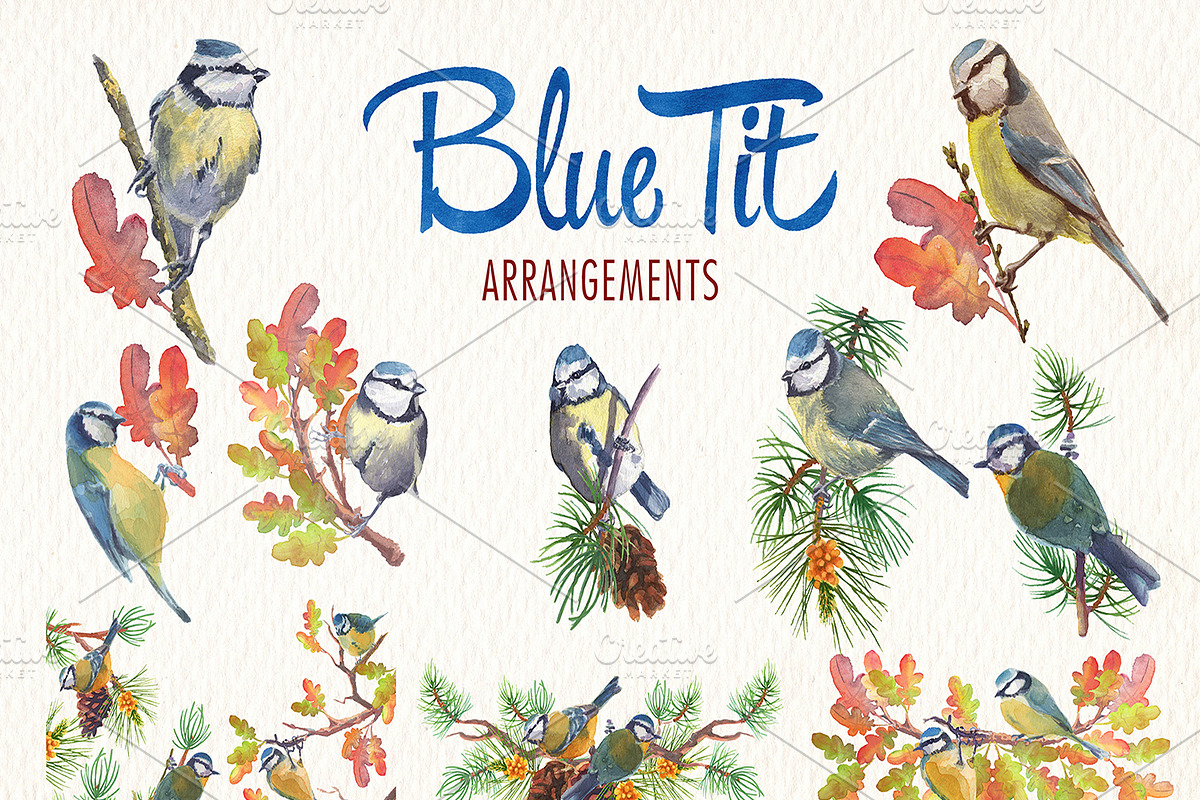 Watercolor blue tit bird clipart, an Illustration by Art & Things (Photo 5 of 8)