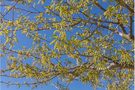 A beautiful mulberry tree with green