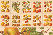 Rare! The Herefordshire Pomona, a Food Illustration by Digital Museum (Thumbnail 3 of 10)