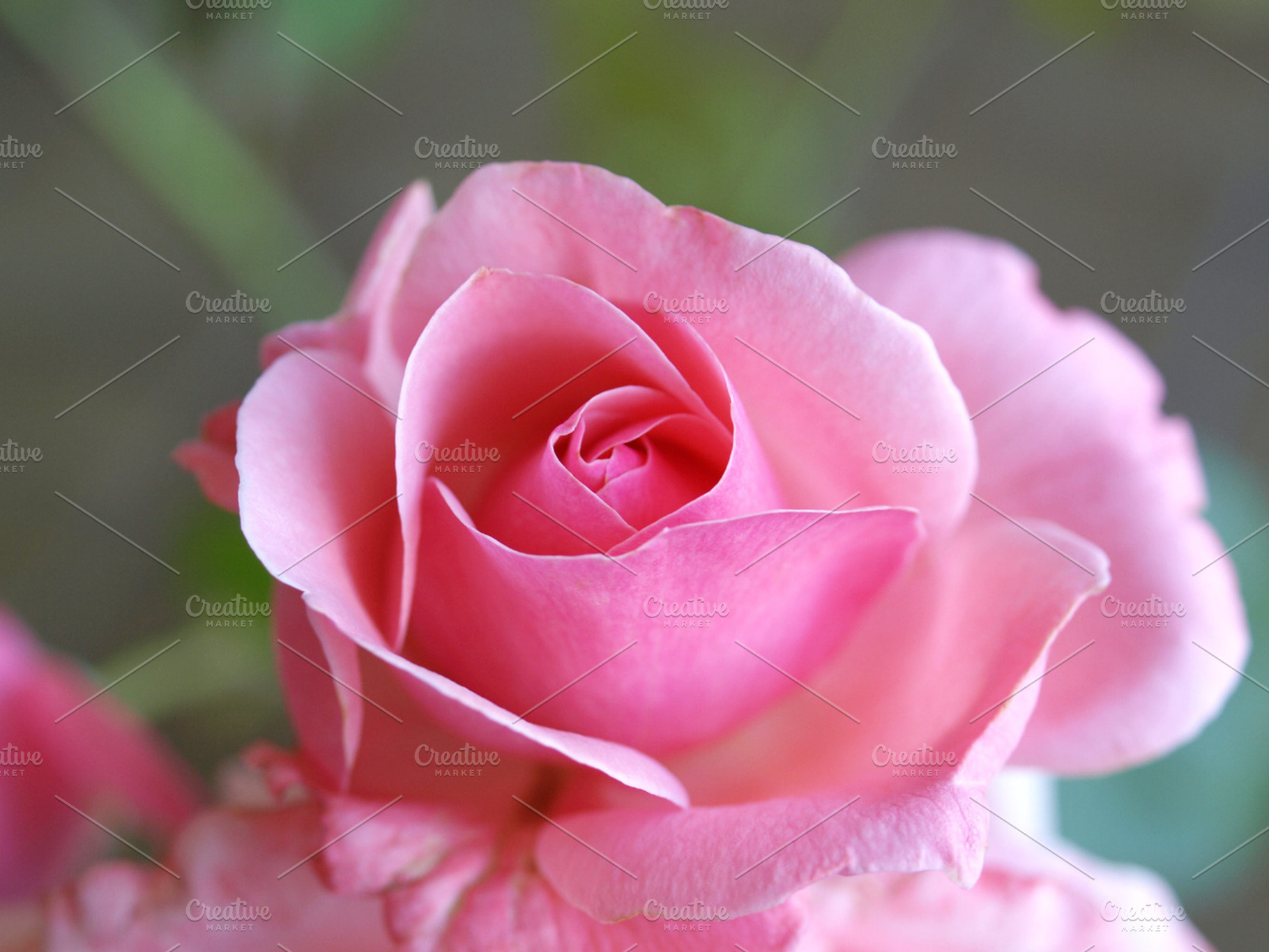 Rose stock photo containing rose and roses