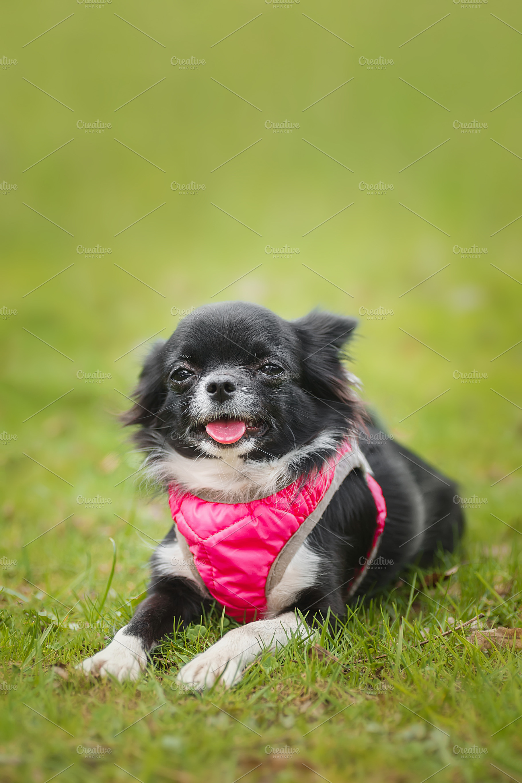 Funny little chihuahua dog plays on, an Animal Photo by AlexBush