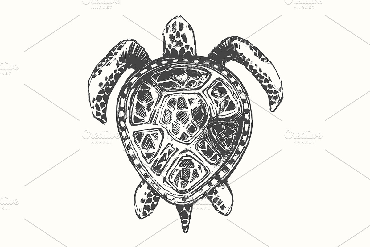 Hand drawn turtle illustration, an Animal Illustration by ...