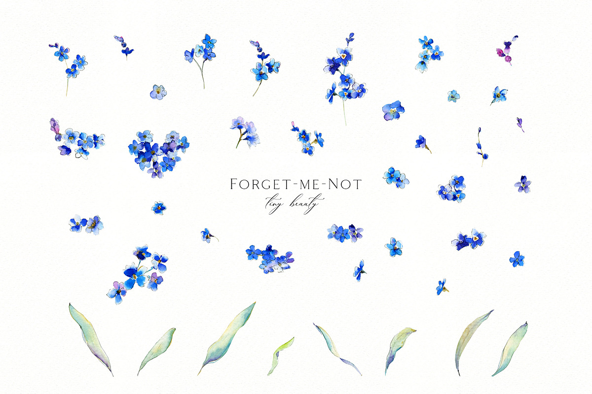 Forget-me-not watercolor, an Illustration by Olga Koelsch (Photo 6 of 7)