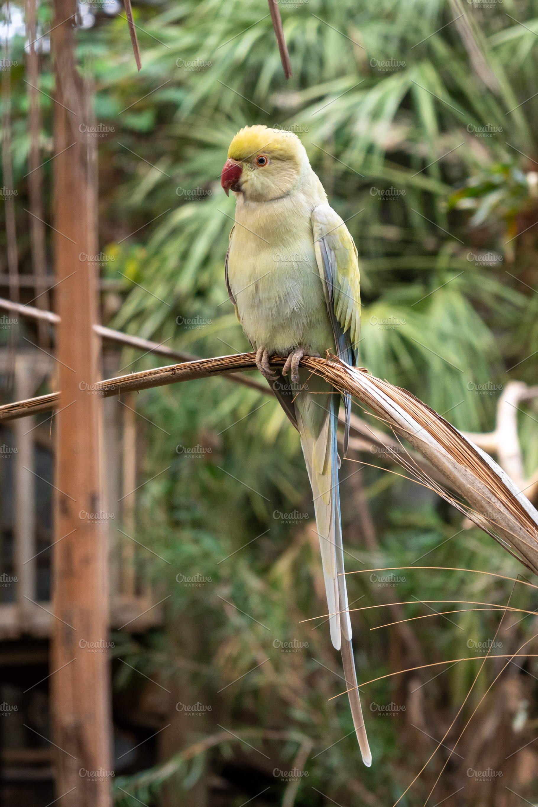 Rose-ringed parakeet perched on a branch on Kangaroo Island, Aus, an Animal Photo by GoodGoods