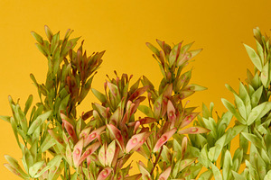 Ash branches with clusters of winged seeds on a bright yellow ba, a Background Photo by ndanko