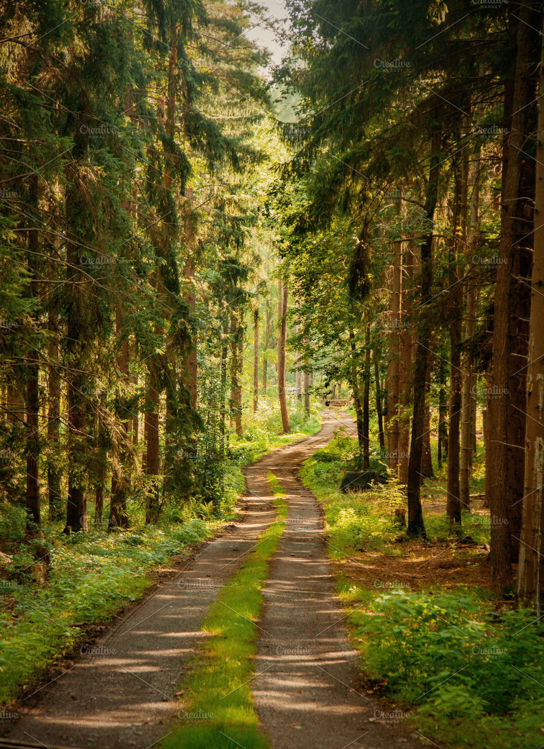 dirt road through a pine forest in the Sudetes, Poland, a Nature Photo by Masson Simon